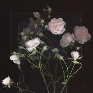 清纯校花的被擒日常小说类似
